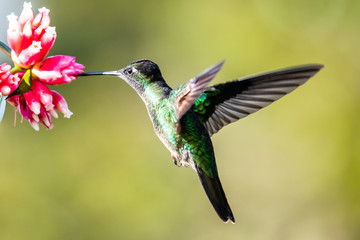 Blue hummingbird Violet Sabrewing flying next to beautiful red flower. Tinny bird fly in jungle. Wildlife in tropic Costa Rica. Two bird sucking nectar from bloom in the forest. Bird behaviour © vaclav