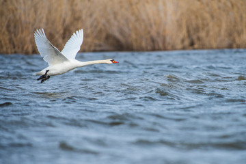Mute swan on river Volga in spring