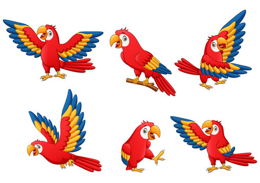 Set of funny parrot cartoon. Vector illustration