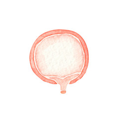 膀胱　人体 臓器 内臓 水彩 イラスト