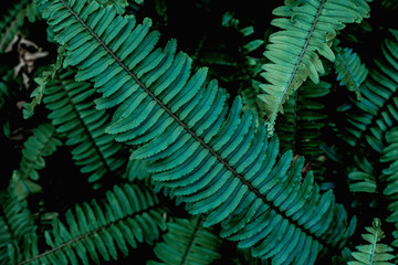 closeup nature view of green fern leaf texture, dark wallpaper concept, nature background, tropical leaf