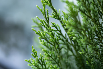 Close up shot of Pine tree branches