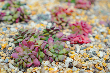 Greenery, close up shot on a group of succulent plant that grows on soil and gravel or small rock