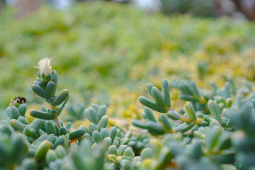 Greenery background, close up shot on a group of succulent plant that located entirely the picture