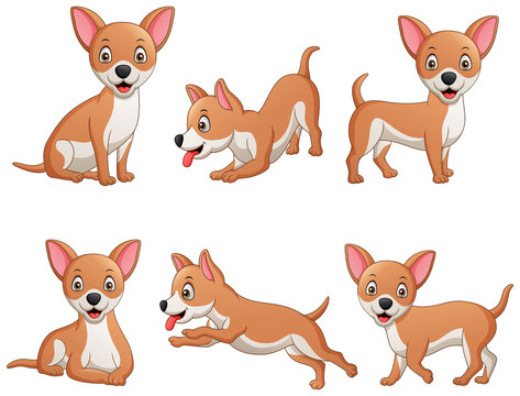 Set of funny chihuahua dog cartoon. Vector illustration