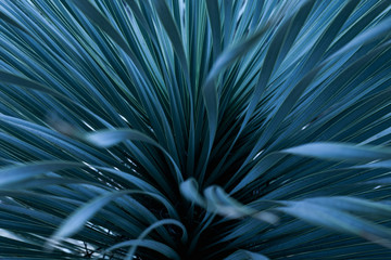 abstract green leaf texture, nature background, tropical leaf