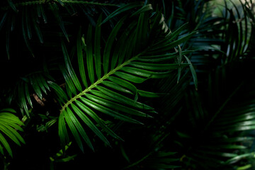 Fototapeta na wymiar closeup nature view of green palm leaf texture, dark wallpaper concept, nature background, tropical leaf