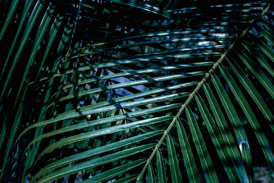 closeup nature view of green palm leaf texture, dark wallpaper concept, nature background, tropical leaf