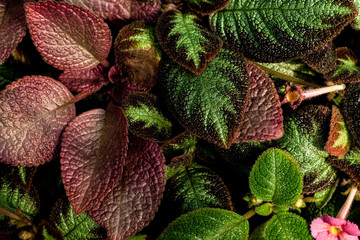 Obraz premium closeup nature view of colorful leaf texture, dark wallpaper concept, nature background, tropical leaf