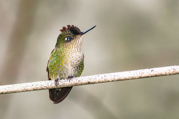 colibrí descansando 