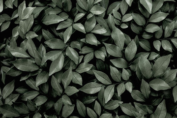 Fototapeta premium closeup nature view of green leaf texture, dark wallpaper concept, nature background, tropical leaf