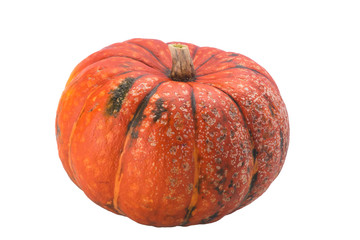 beautiful big orange pumpkin with green splashes isolated on white background