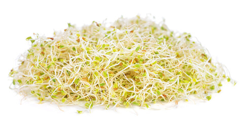 Alfalfa micro greens