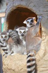 Charming ring-tailed lemurs