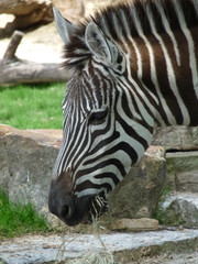 Memphis Zoo Tennessee USA - MEM