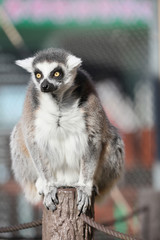 Ring-tailed lemur sitting on a pillar