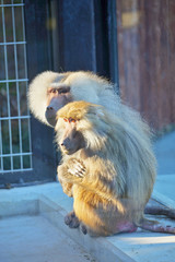 Good friend baboons