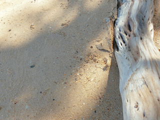 White driftwood tree on amazing Beach