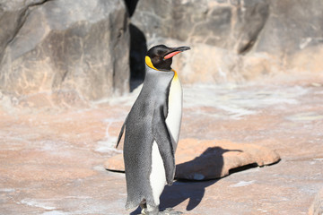 Emperor penguin calling a friend