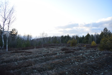 undulating plains next to forest and solitary trees