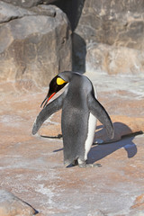 Grooming of Emperor Penguin