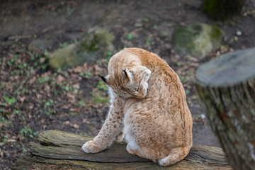 Fototapeta premium Lynx grooming in a park in Stockholm