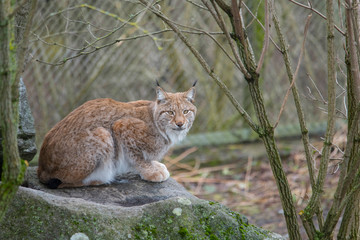 Naklejka na ściany i meble Lynx resting on a stone in a Stockholm park.