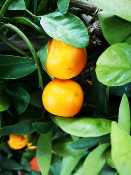 Mandarinenbaum