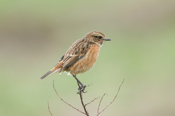 A pretty female Stonechat, Saxicola rubicola, perching on a plant. It is looking around for insects to capture and eat.