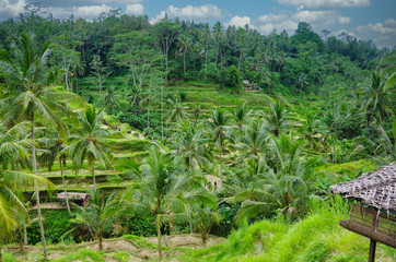 Obraz premium Tegalalang Rice terrace in Bali