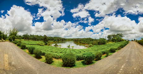 Panorama of the popular tea plantation of Mauritius, Bois Cheri, at a wonderful summer day.