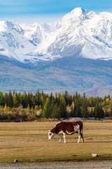 Fototapeta na wymiar A cow grazing in the Kurai steppe at the foot of the North Chuysky ridge. Altai Republic, Russia