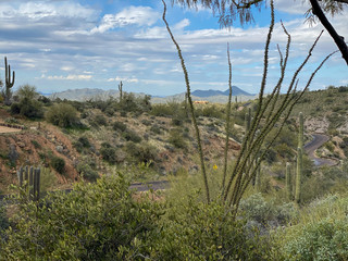 desert wildlife layers