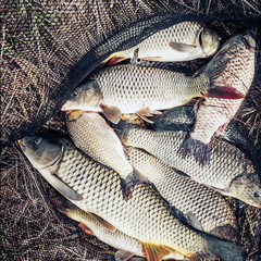 The Cyprinus carpio, silver Cyprinus yunnanensis or Big carp background