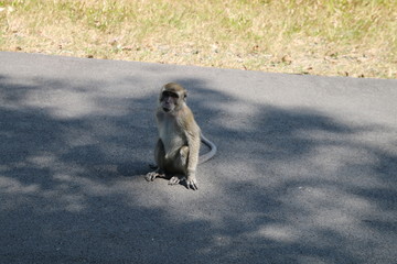  wild monkey in the waykambas lampung forest