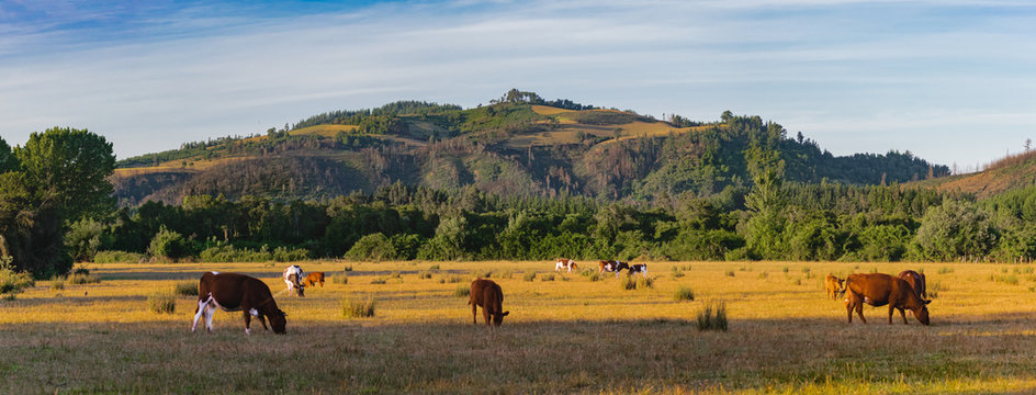 panor&aacute;mica de vacunos aliment&aacute;ndose  