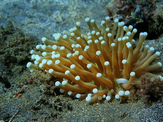 The amazing and mysterious underwater world of Indonesia, North Sulawesi, Manado, sea anemone