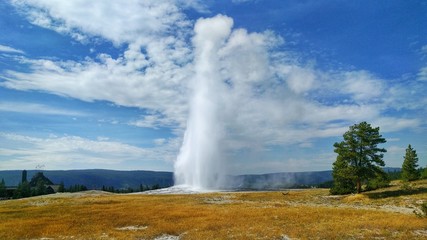 Old faithful 