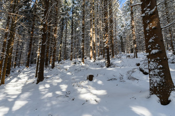 Fototapeta premium Tree spruce snowy in winter in forest.