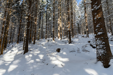 Tree spruce snowy in winter in forest.