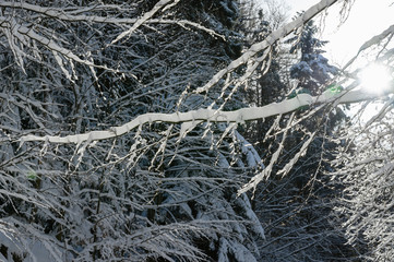 Tree snowy in winter in the forest.
