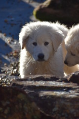 puppy maremma
