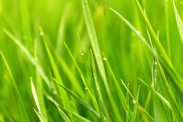 Fototapeta na wymiar Fresh green grass with water drops in early morning.Selective focus. Nature green background.
