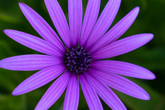 purple daisy c2020Rachelle