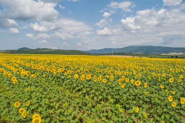 Fototapeta premium field of sunflowers