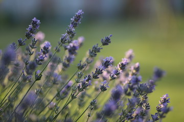bunch of lavender