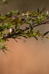 branches of a tree