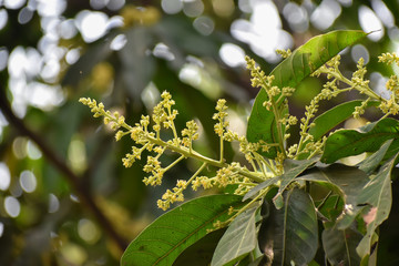 Flowers and buds of Mangifera indica, commonly known as mango with green leaves