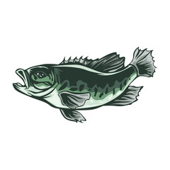 BASS FISH VECTOR ILLUSTRATION