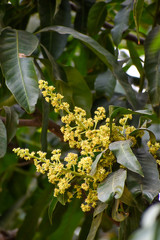 Flowers and buds of Mangifera indica, commonly known as mango with green leaves